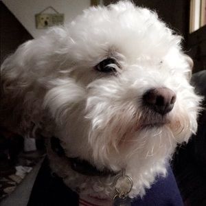 Meet your Posher, Dakota